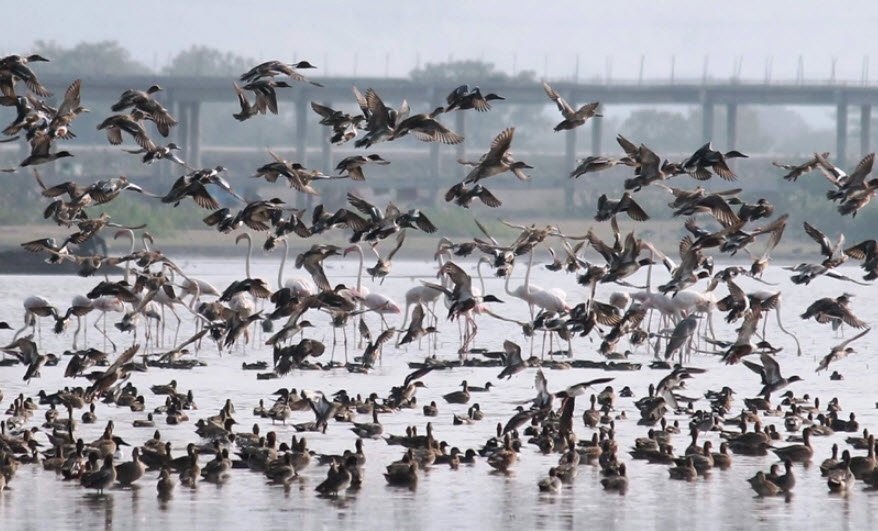 Jayakwadi Bird Sanctuary, Aurangabad (Chhatrapati Sambhaji Nagar), Maharashtra - Vushii.com